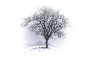 ภาพบรรยากาศหิมะ — หิมะสวยงาม วอลเปเปอร์