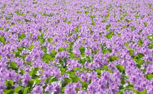 เต็มไปด้วยดอกไม้สีม่วงและใบไม้สีเขียวในวอลเปเปอร์อากาศสดใส