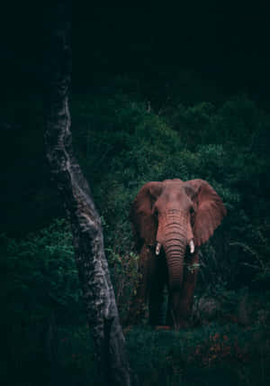 Elephant Laptop — Oppo Pad 4 Pro วอลเปเปอร์