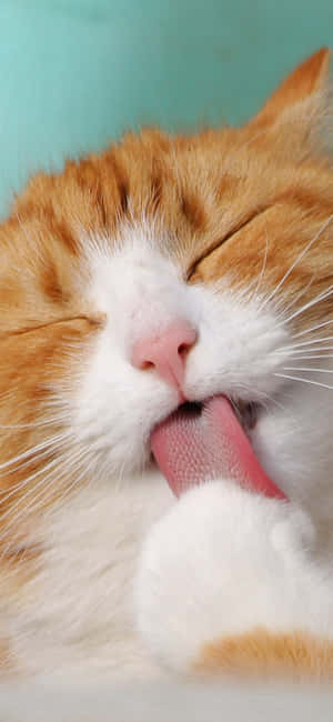 Cute Animal Iphone — iPhone 15 Plus วอลเปเปอร์