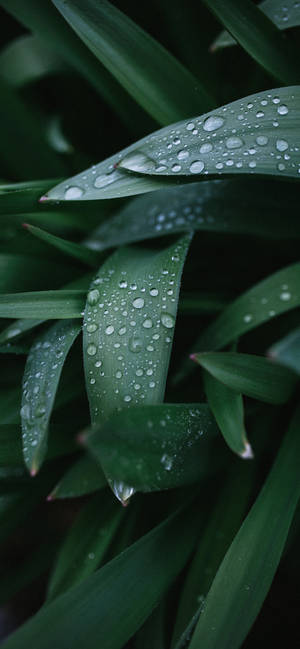 Plants Iphone — iPhone X วอลเปเปอร์