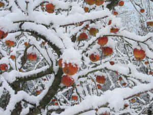 ภาพสวยงามของหิมะ — หิมะสวยงาม วอลเปเปอร์
