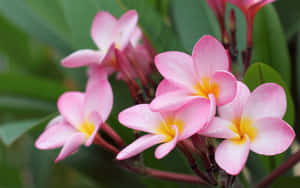 ภาพดอกไม้สวย — ดอกไม้สวย วอลเปเปอร์