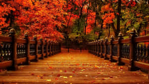 พื้นหลังฤดูใบไม้ร่วงสวยงาม — สุนทรียภาพแห่งฤดูใบไม้ร่วง วอลเปเปอร์