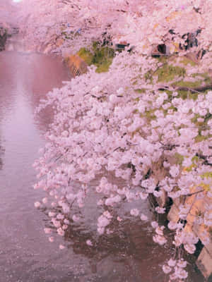 ภาพความงามแบบพาสเทล — พาสเทลสวยงาม วอลเปเปอร์