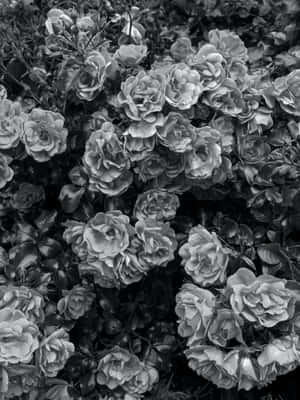 ภาพขาวดำสวยงาม