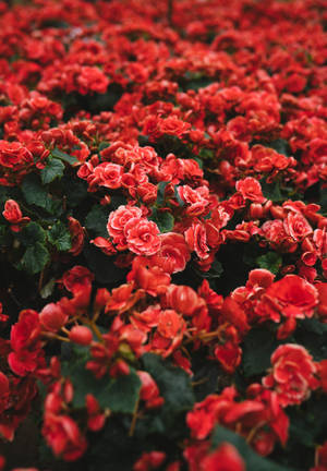 วอลเปเปอร์สีแดงของดอกไม้กลีบแดงเป็นช่อในทุ่ง — วันพลัส แพด 3 วอลเปเปอร์