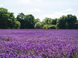ทุ่งลาเวนเดอร์สวยงามกับต้นไม้