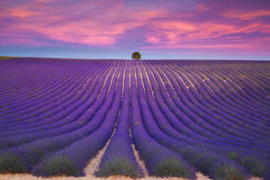 ทุ่งลาเวนเดอร์สวยงาม แถวเรียงรายและท้องฟ้าสีม่วง — รุ้งสายมินิมอล วอลเปเปอร์