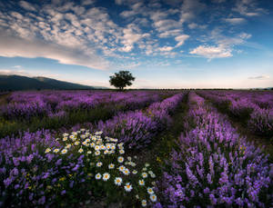 ทุ่งลาเวนเดอร์สวยงามกับดอกเดซี่