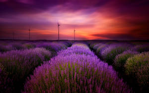 ทุ่งลาเวนเดอร์สวยงามและกังหันลม