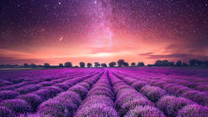 ทุ่งลาเวนเดอร์สวยงามและดวงดาว
