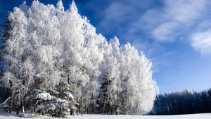 วอลเปเปอร์ท้องฟ้าใสเหนือป่าฤwinter