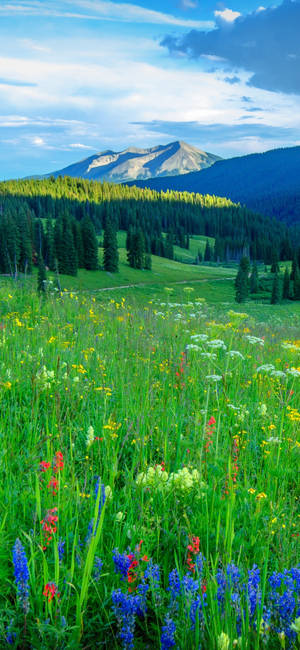 วอลเปเปอร์ธรรมชาติทุ่งหญ้าสีเขียว iPhone 13 Pro