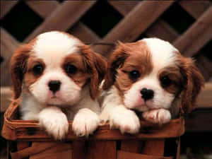 รูปภาพน้องหมาขี้นอน