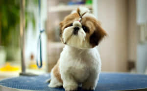 น้องหมาสุดน่ารักกำลังโพสท่าข้างนอก — น่ารัก สุนัข วอลเปเปอร์