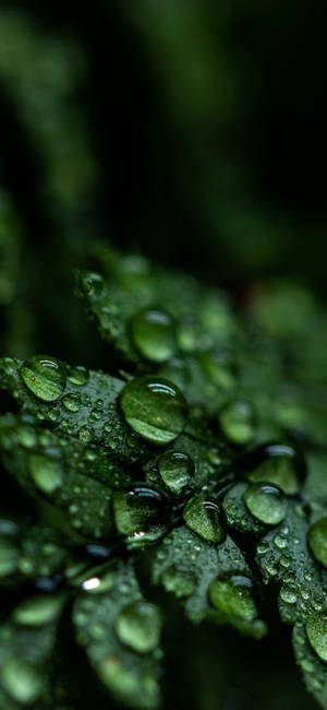 Plant Iphone — iPhone 17 วอลเปเปอร์