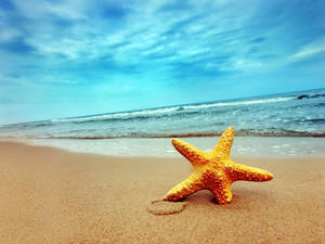 ปลาดาวสีส้มริมชายหาด — สวยงามชายหาด วอลเปเปอร์