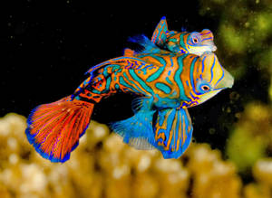 วอลเปเปอร์ปลาสวยงามมีสีสันสดใส