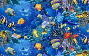 วอลเปเปอร์ปลาสวยงามในแนวปะการังสีฟ้า