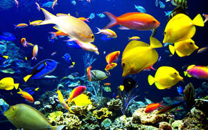 วอลเปเปอร์ปลาสุดเท่สีสันสดใส