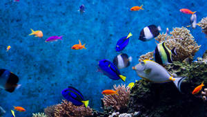 วอลเปเปอร์ปลาเท่ๆในมหาสมุทรสีน้ำเงินเข้ม