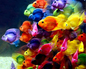วอลเปเปอร์ปลาเล็กเท่สีสันสดใส