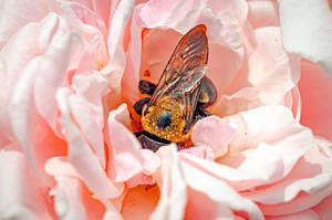 ดอกไม้ในเฉดสีโรสโกลด์สวยงาม — Rose gold สายมินิมอล วอลเปเปอร์