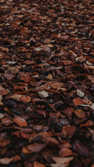 ภาพสวยโทนสีน้ำตาล — สุนทรียภาพสีน้ำตาล วอลเปเปอร์
