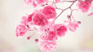 พื้นหลังดอกไม้สีชมพู