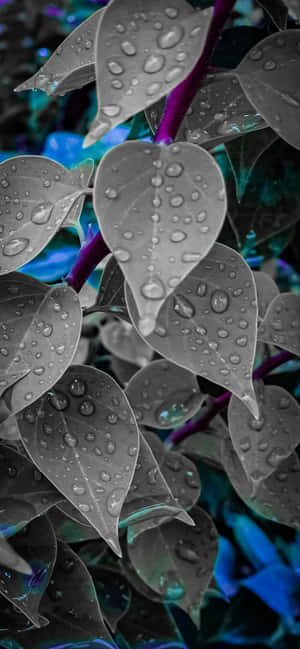 1284x2778 — OnePlus R วอลเปเปอร์