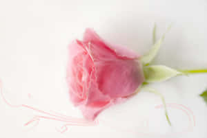 พื้นหลังสีชมพูพาสเทล — Pastel ชมพู วอลเปเปอร์