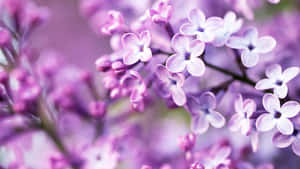 พื้นหลังสีม่วงพาสเทล — พาสเทลสีม่วง วอลเปเปอร์