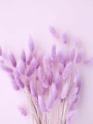 พื้นหลังสีม่วงลาเวนเดอร์พาสเทลสวยงาม