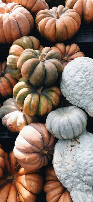 ฟักทองหลากสี Thanksgiving iPhone Image — iPhone 17 Pro วอลเปเปอร์