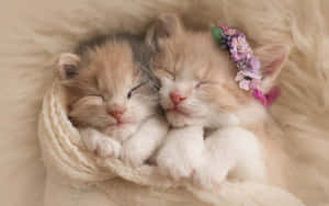 1280x800 — 1366x768 วอลเปเปอร์