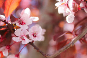 ภาพกิ่งไม้ — ซากุระ วอลเปเปอร์