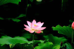ภาพดอกบัว — ดอกไม้สวยงาม วอลเปเปอร์