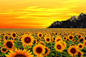 ภาพดอกไม้บานสีเหลืองสวยงามตระการตาในช่วงชั่วโมงทอง — สุนทรียภาพสีเหลือง วอลเปเปอร์