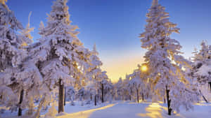 ภาพทิวทัศน์ฤดูหนาว — ฤดูหนาวสวยงาม วอลเปเปอร์