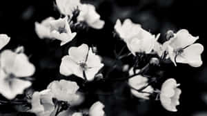 ภาพขาวดำแนวสวยงาม — สุนทรียภาพ ขาวดำ วอลเปเปอร์