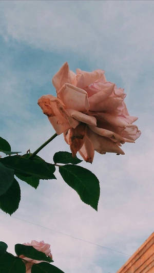 ภาพถ่ายสไตล์โรสโกลด์ — Rose gold สายมินิมอล วอลเปเปอร์