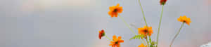 พื้นหลังธรรมชาติ 4K — 4K ธรรมชาติ GIF วอลเปเปอร์