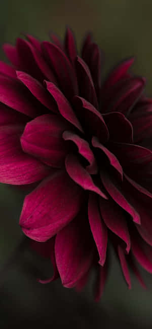 Burgundy Flower — Redmi Note 17 วอลเปเปอร์
