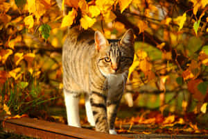 ภาพฤดูใบไม้ร่วงน่ารัก — น่ารักฤดูใบไม้ร่วง วอลเปเปอร์