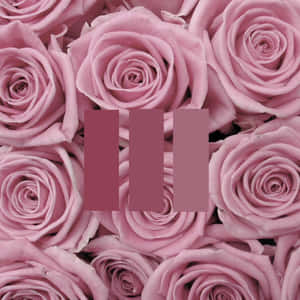 ภาพสวยสุนทรีย์สีชมพู — สีชมพูสวยงาม GIF วอลเปเปอร์