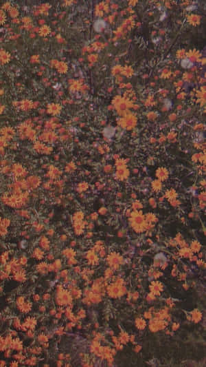 ภาพสวยโทนน้ำตาลอ่อน — สีน้ำตาลอ่อนสไตล์วินเทจ วอลเปเปอร์