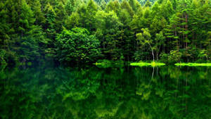 วอลเปเปอร์ภาพสะท้อนป่าไม้สีเขียว — ป่าทิวทัศน์ วอลเปเปอร์