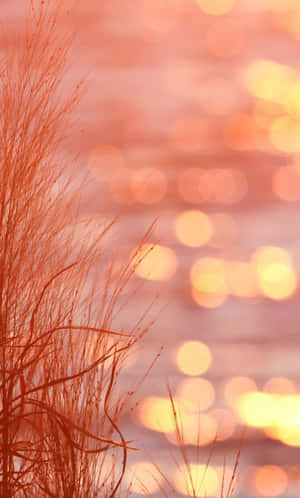 ภาพสีพีช — กาแล็กซี่ Tab A11 วอลเปเปอร์