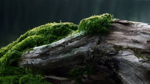 วอลเปเปอร์ไม้เก่ามีมอส — 2560x1440 วอลเปเปอร์